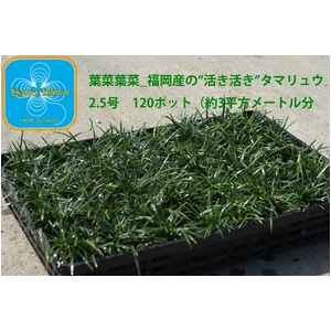 ☆産地直送☆ とっても元気なタマリュウ(玉竜)2.5号 120ポット (約3平方メートル分)